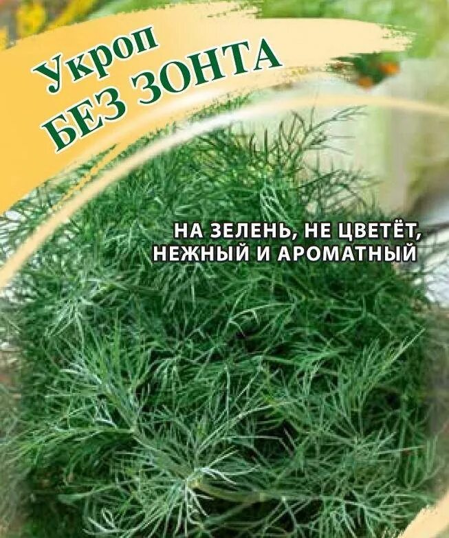 Сорт укропа без зонтиков. Укроп пучковый владыка. Укроп сорта на зелень. Лучшие сорта укропа на зелень. Кустовой укроп название.