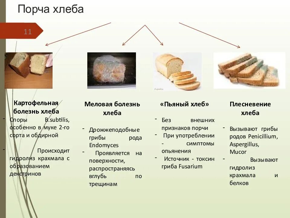 Болезни хлебобулочных изделий. Меловая болезнь хлеба. Виды порчи хлеба. Картофельная болезнь хлеба.
