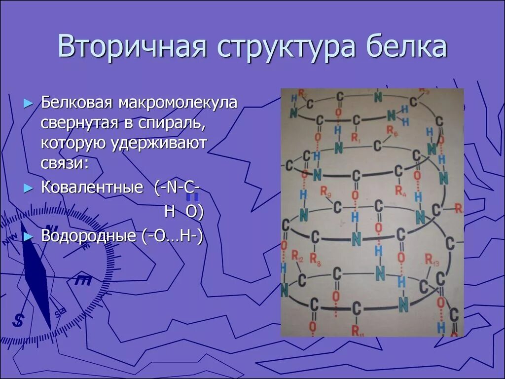 Типы вторичных структур белка Альфа-спирали. Вторичная структура белка формула. Механизм образования вторичной структуры белка. Вторичная структура белка это структура. Вторичная структура белка форма