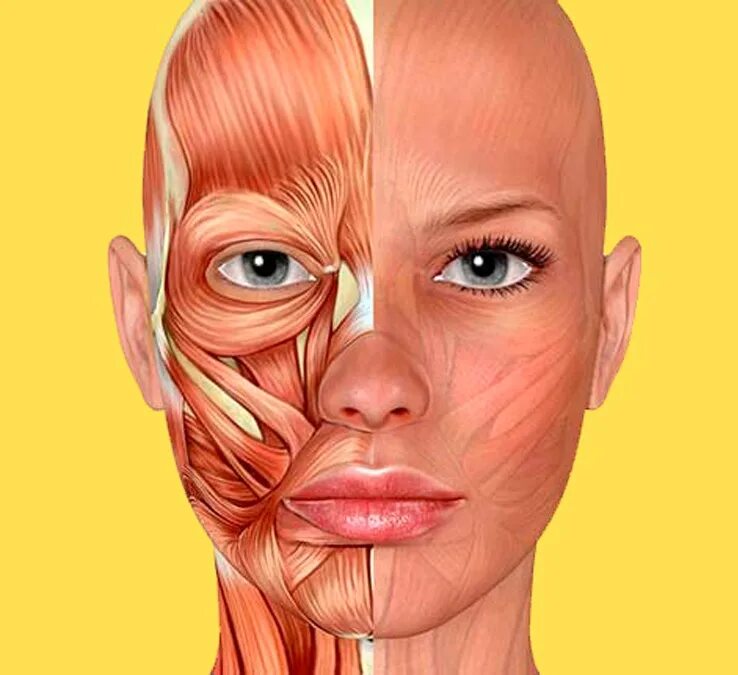 Косметология мышцы. Мышцы лица. Мышцы лица женщины. Мышцы лица анатомия. Анатомия лица женщины.
