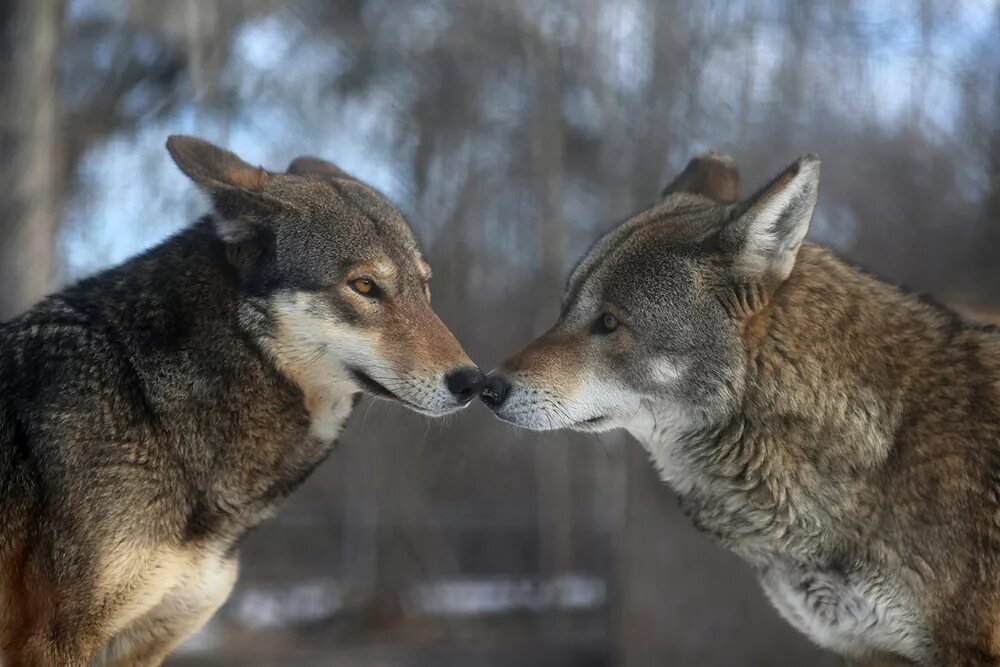 Любовь Волков. Волк самец и самка. Самка волка. Альфа самец волк. Сколько лет живут волки