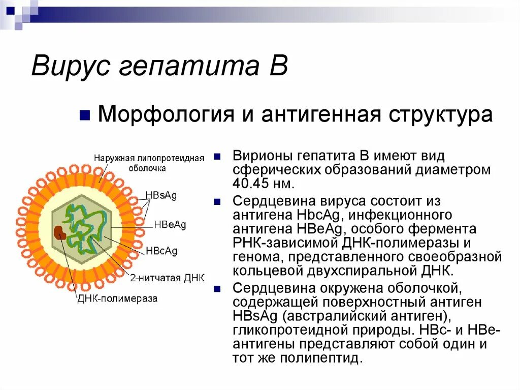 Строение вируса гепатита в. Строение вируса гепатита с биология. Характеристика вирусов гепатита структура. Структура вириона вируса гепатита в.