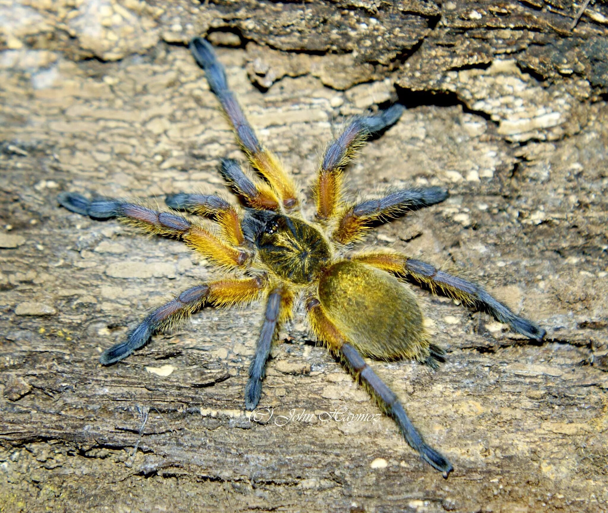 Паук какое царство. Harpactira pulchripes. паук harpactira pulchripes. банановый паук птицеед.