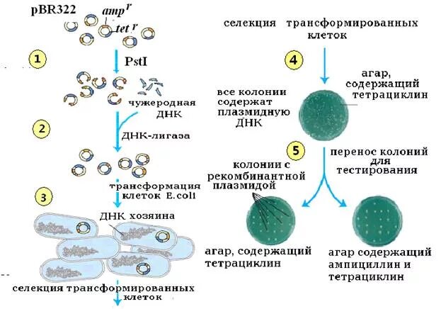 Введение рекомбинантных ДНК В клетки бактерий. Клонирование бактерий схема. Введение рекомбинантной ДНК В клетку. Схема клонирования ДНК В бактериальной клетке. Этапы получения бактерий с рекомбинантной плазмидой