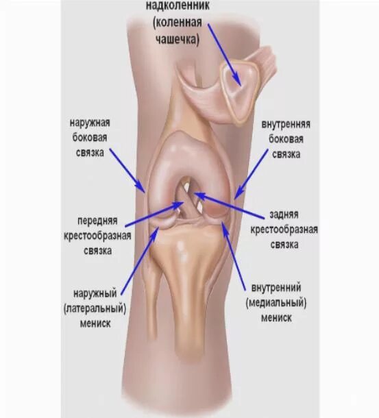 Внутри коленный сустав