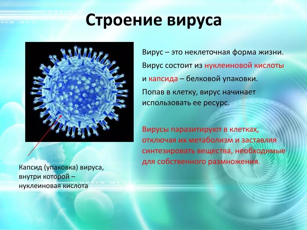 Вирус. Вирусы и их строение. Вирусные инфекции. Строение вируса.