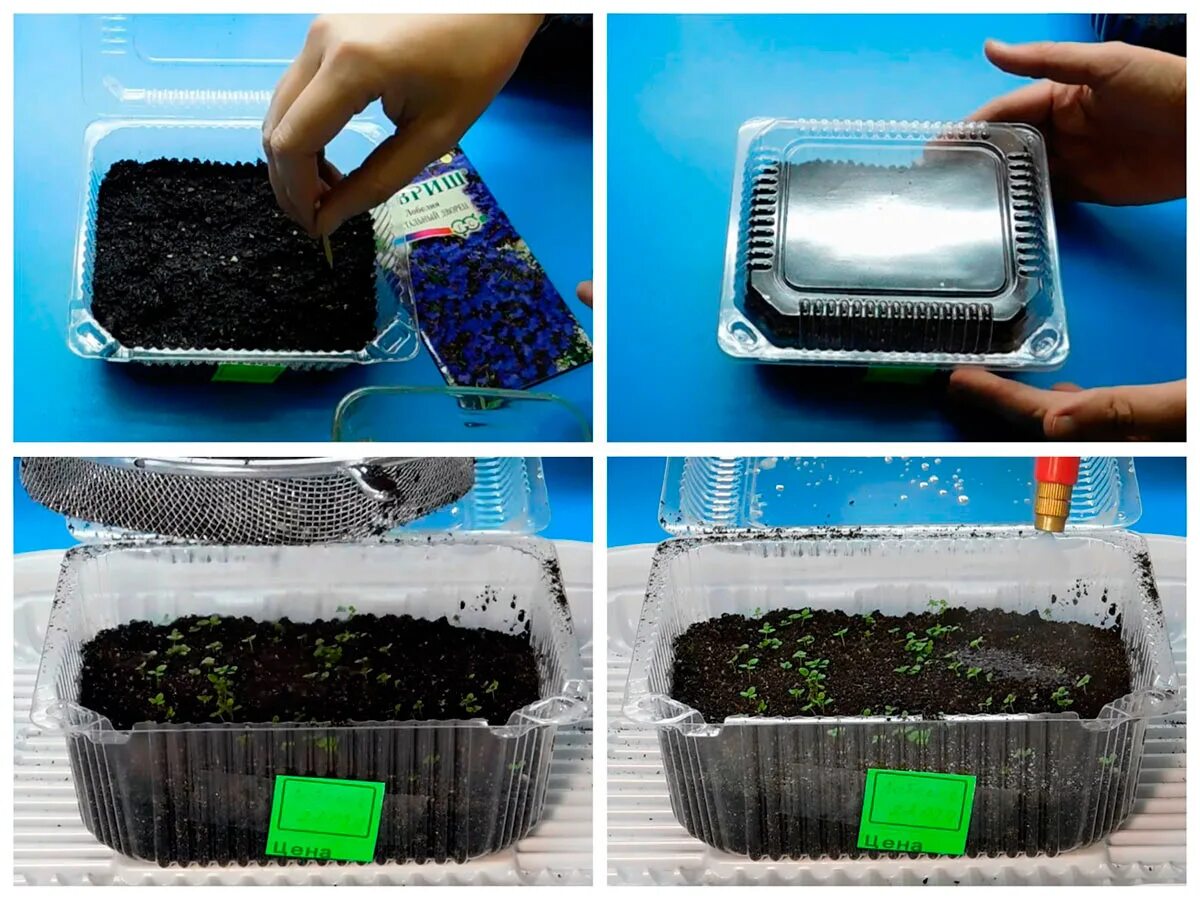 Когда сеять лобелию в 2024 году. Посев лобелии на рассаду. Контейнеры для рассады лобелии. Лобелия пикировка сеянцев. Лобелия посев семян на рассаду хитрости.