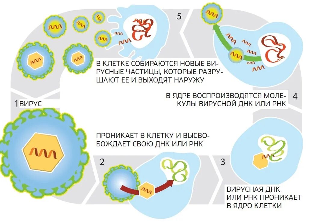 Выходи наружу. Этапы репродукции вируса в клетке. Стадии репродукции вирусов схема. Этапы репродукции вируса схема. Этапы проникновения вируса в клетку схема.