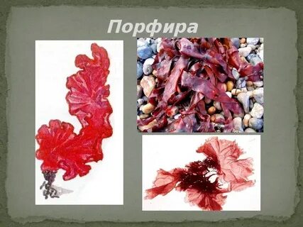 Порфира вид водорослей