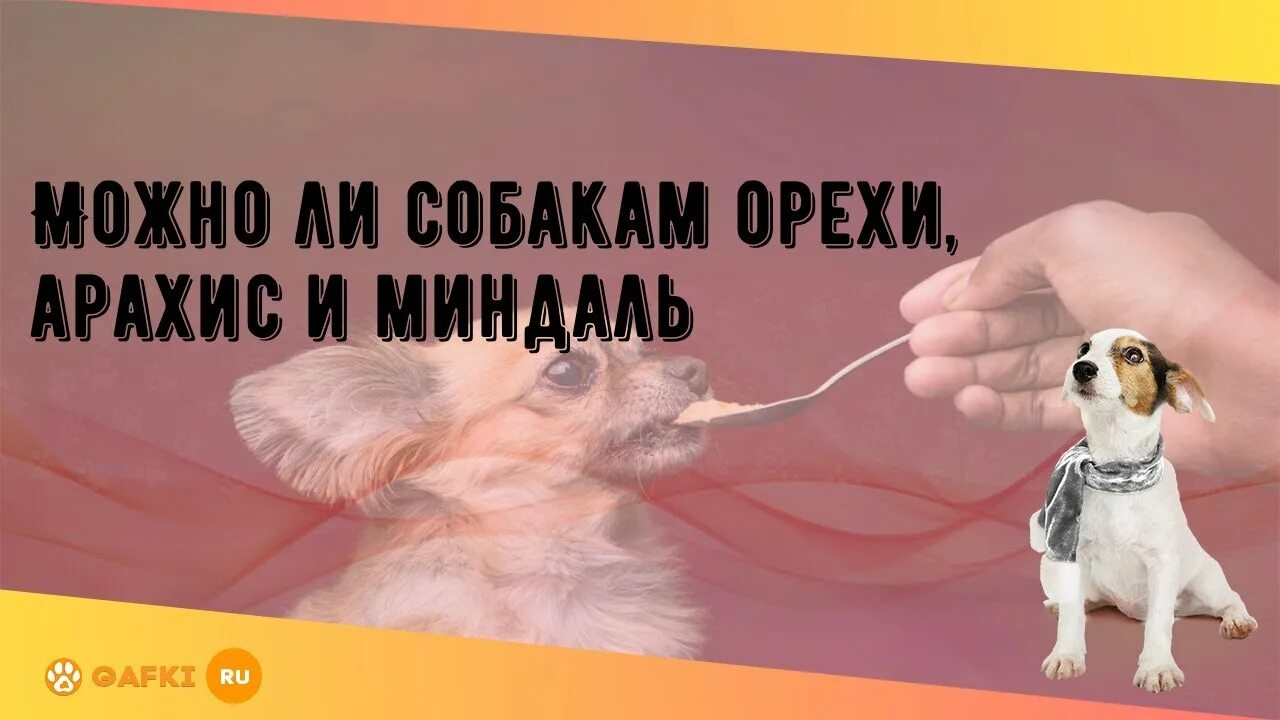 Арахис собаке. Собакам можно арахис. Щенок орешек. Грецкий орех для собаки. Миндаль можно собакам???.