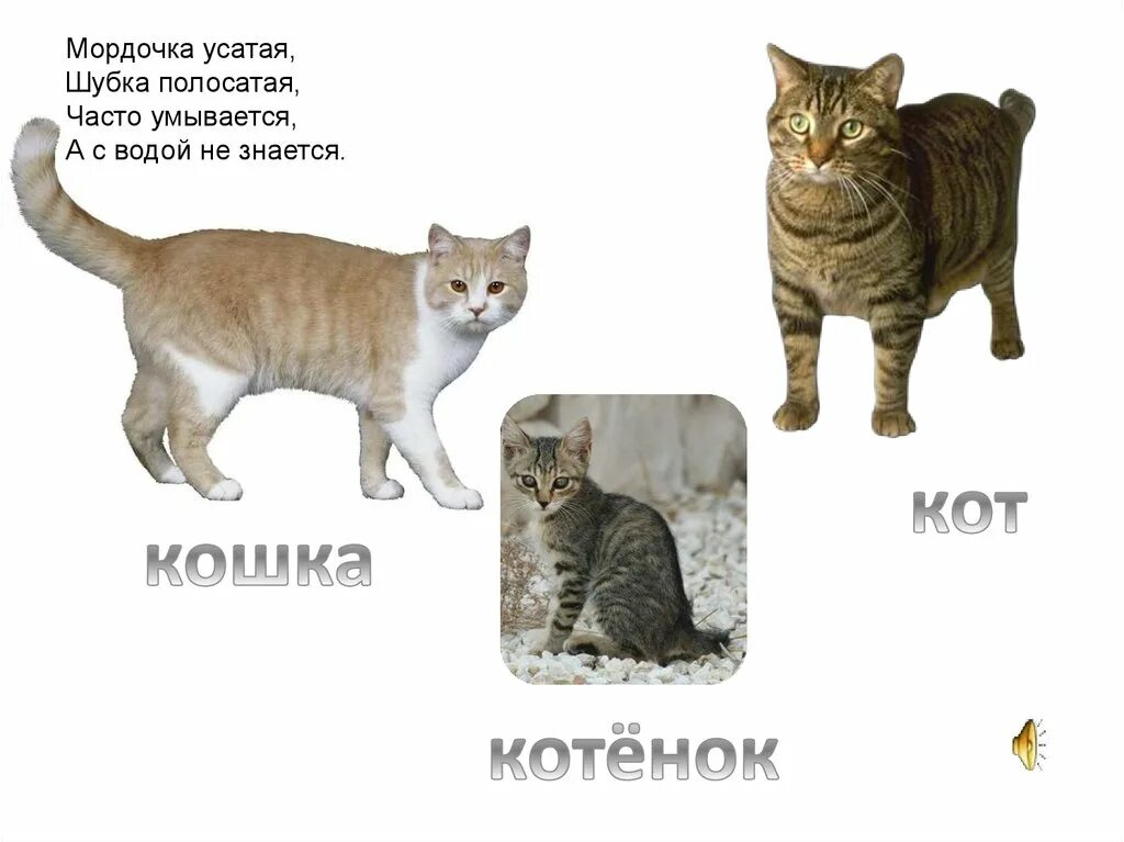 Как зовут детеныша кошки уровень