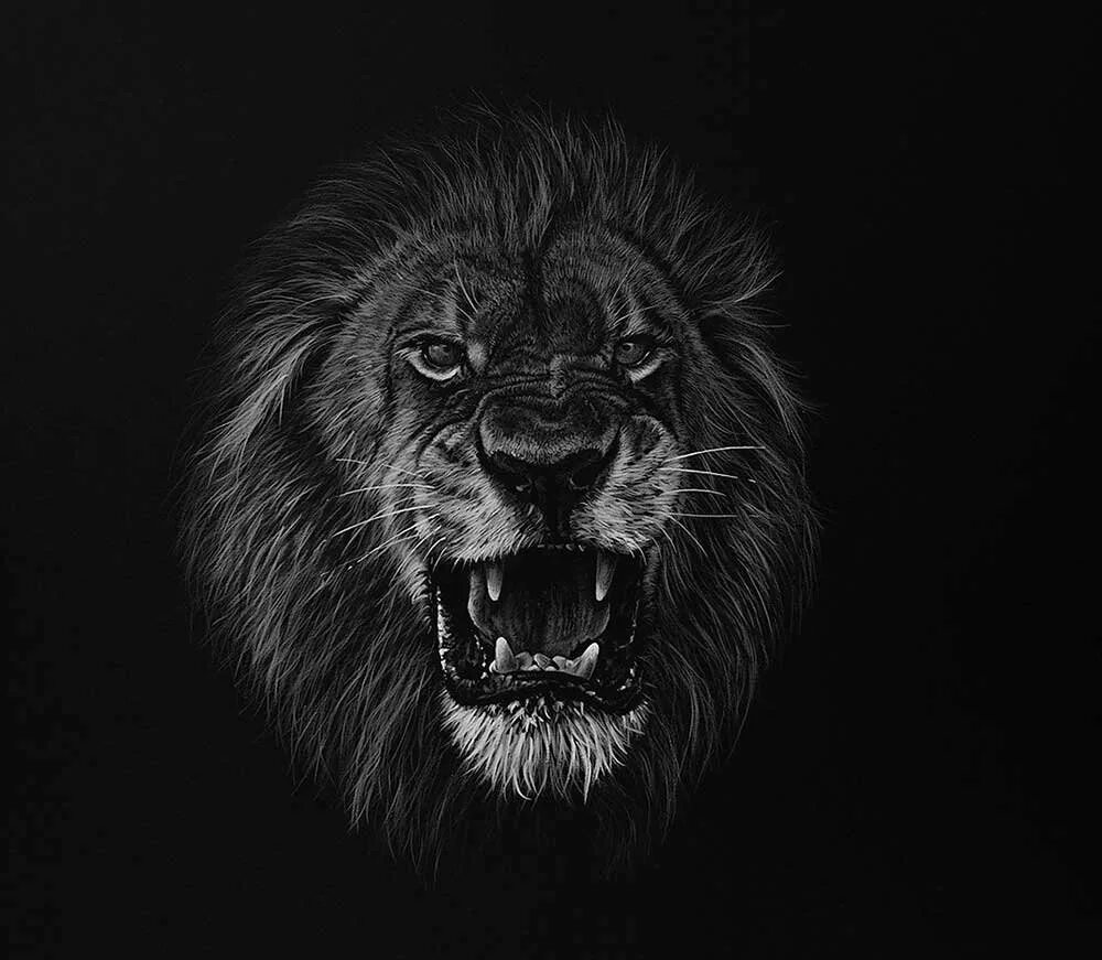 Лев на черном фоне рисунок