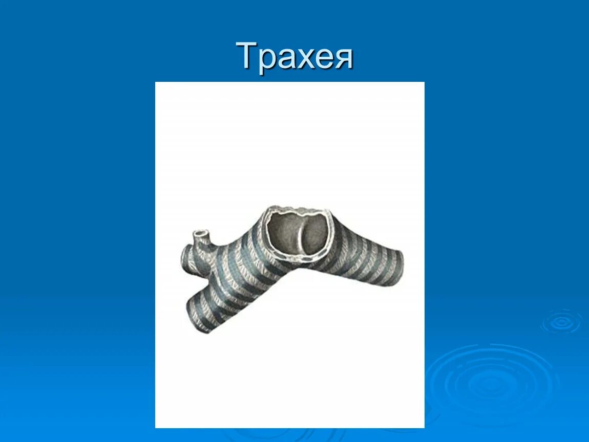 Кто дышит трахеями