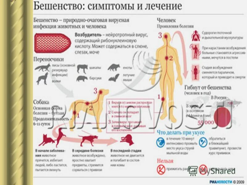 Как понять что у кота бешенство. Симптомы бешенство у собак симптомы. симптомы бешенства у кота на ранних. симптомы и стадии бешенства у собак. бешенство у человека симптомы.