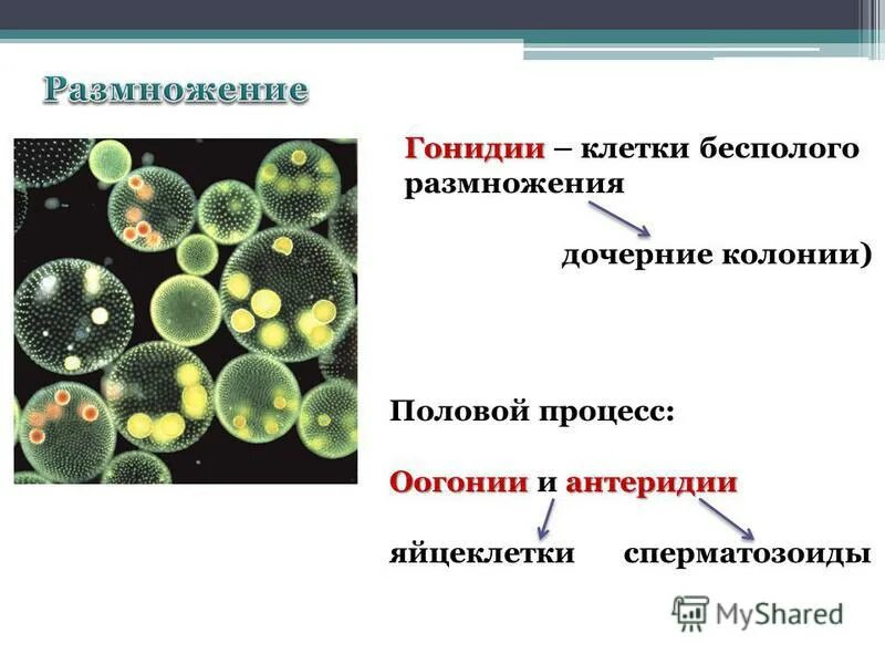 Что характерно для так называемого колониального типа