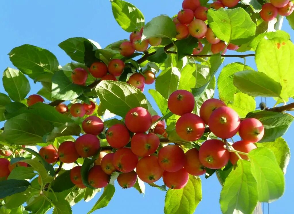 Crabapple Pflanzen, Winterharte sträucher, Garten anpflanzen