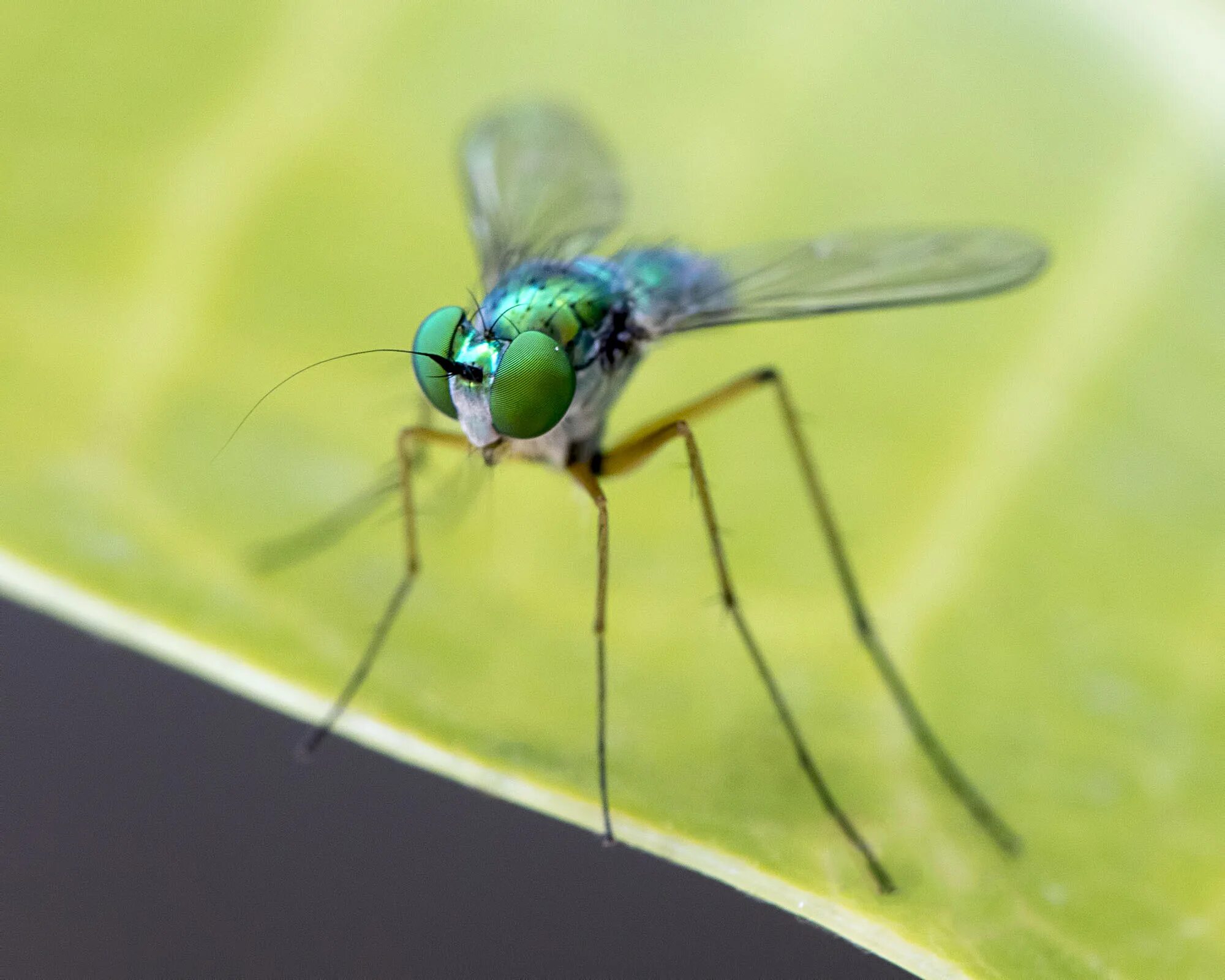 Fly green. Зеленые летающие насекомые. Комар с зелеными крыльями. Зелёное насекомое похожее на комара. Зеленое насекомое с крыльями.