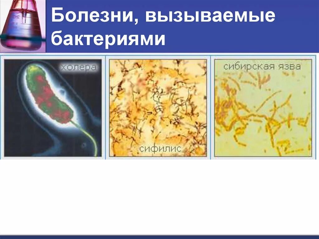 Болезни вызываемые бактериями. Заболевания вызванные бактериями. Болезни человека вызываемые бактериями. Заболевания вызванные микроорганизмами. Бактерии примеры заболеваний