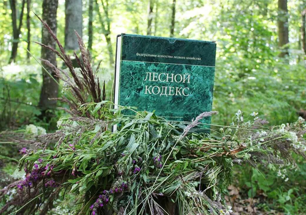 Лесное законодательство рф. Лесной кодекс. Лесной. Лесное законодательство. Лесной кодекс Российской Федерации.