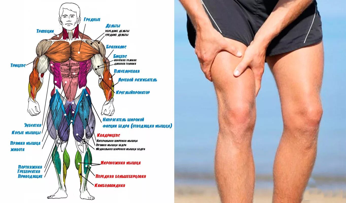 Почему сводит бедра. Мышцы ног. Мышцы ног названия. Строение мышц ног. Название мышц ног у человека.