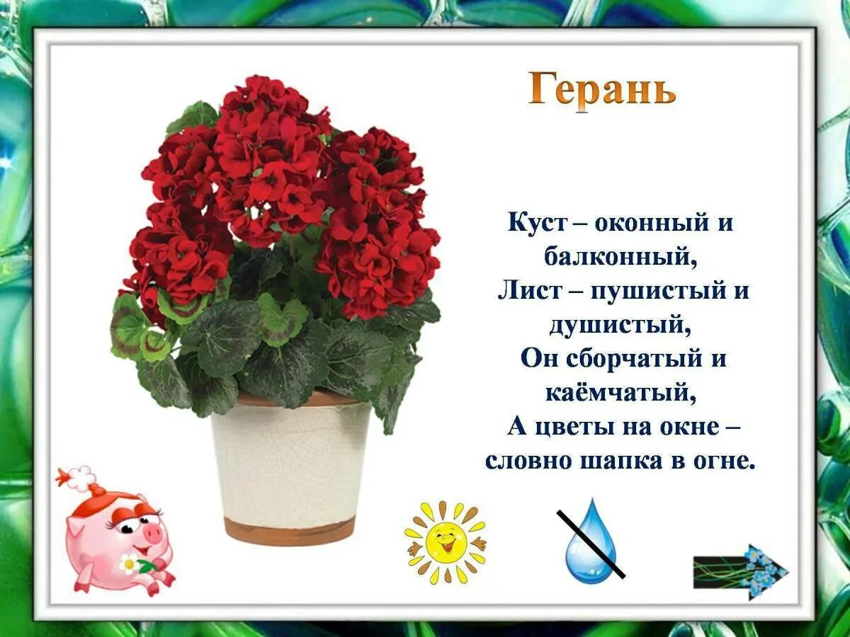 Комнатные растения для дошкольников. Стихи о комнатных растениях. Тема комнатные растения для дошкольников. Стихи о комнатных цветах. Комнатные растения для детсада.