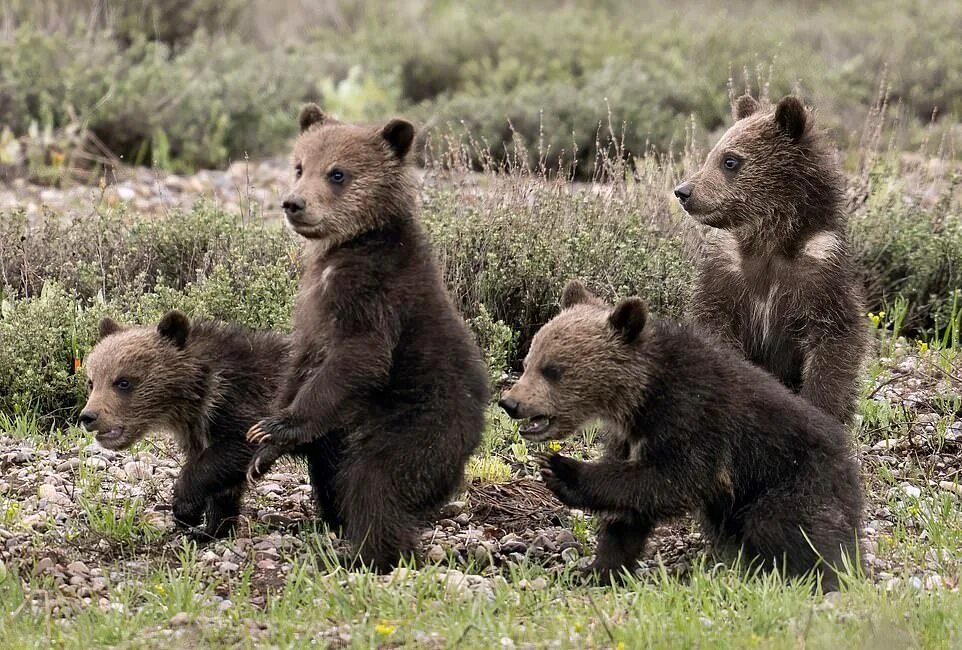как называется ребенок медведя. зоопарк новосибирск белые медведи.