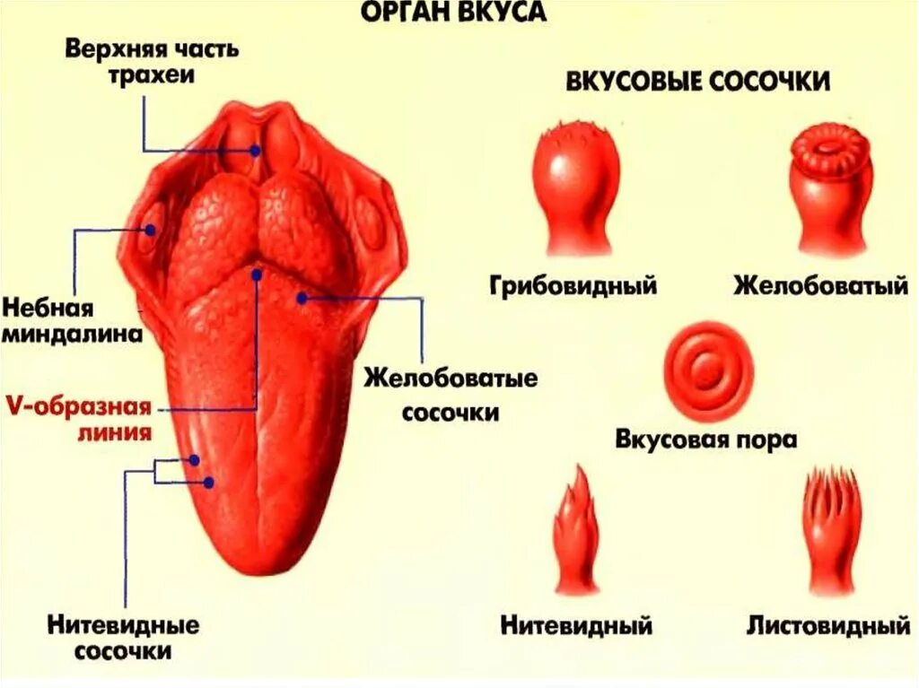 Вкусовой анализатор вкусовые сосочки нитевидные. Орган вкуса строение биология. Вкусовая сенсорная система анализатор. Строение человеческого языка. Анализаторы обоняния и вкуса