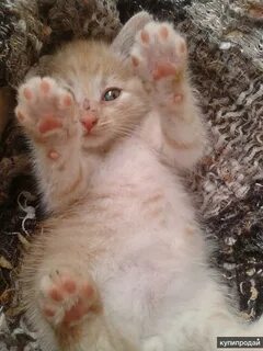 Добрые руки кошки нижний новгород