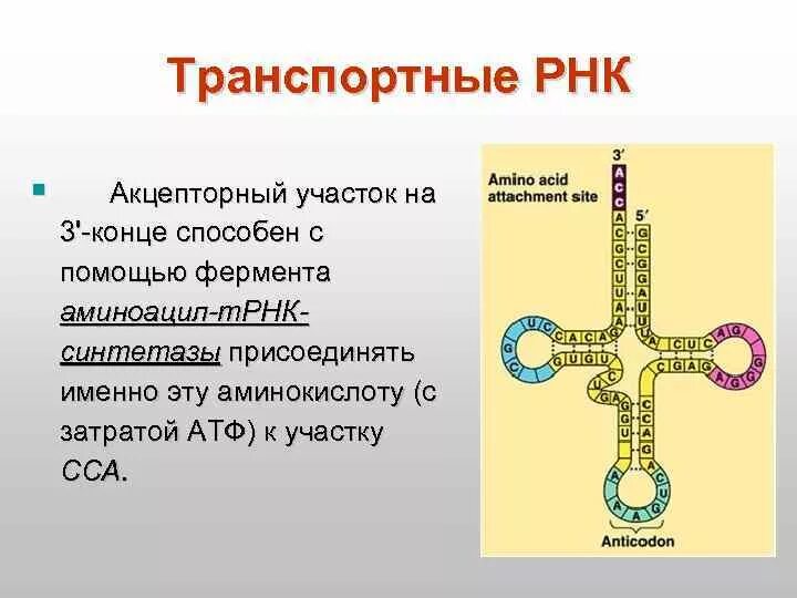 Соединение трнк с аминокислотой. Транспортная РНК. ТРНК. Акцепторный стебель ТРНК. Акцепторный участок ТРНК.