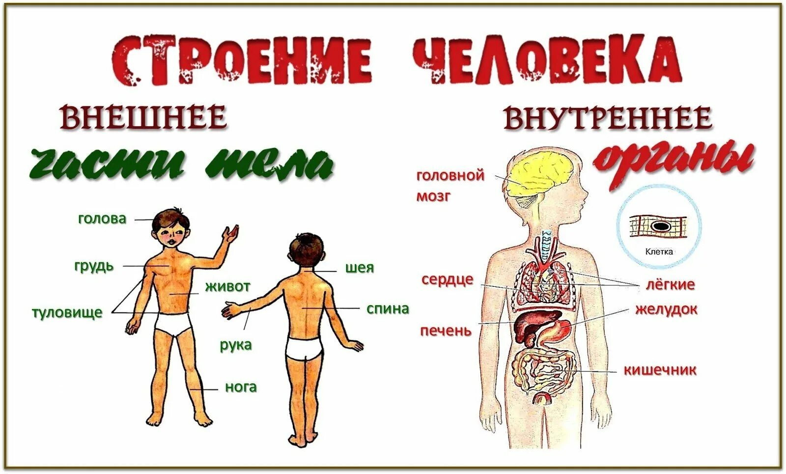 Модель внутреннее строение тела человека 3 класс. Строение человека части тела внешний и внутри. Структура тела человека схема. Строение тела человекк.