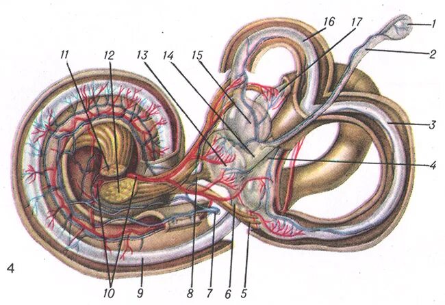 Улитка лабиринта внутреннего уха. Перепончатый Лабиринт анатомия. Строение костного Лабиринта. Внутреннее ухо костный Лабиринт. Костный Лабиринт анатомия.