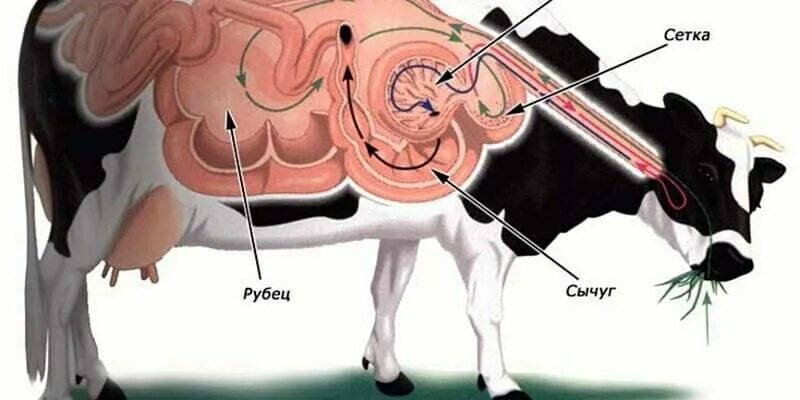 Гипотония и атония преджелудков у КРС. Этиология тимпании рубца. Анатомия пищеварительной системы КРС. Гипотония преджелудков