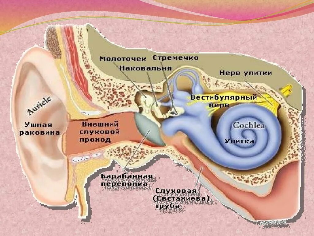 Слышать размер. Слуховой аппарат строение анатомия. Слуховой аппарат ухо строение. Строение слухового аппарата 1 класс. Слуховой аппарат внутреннего уха анатомия.