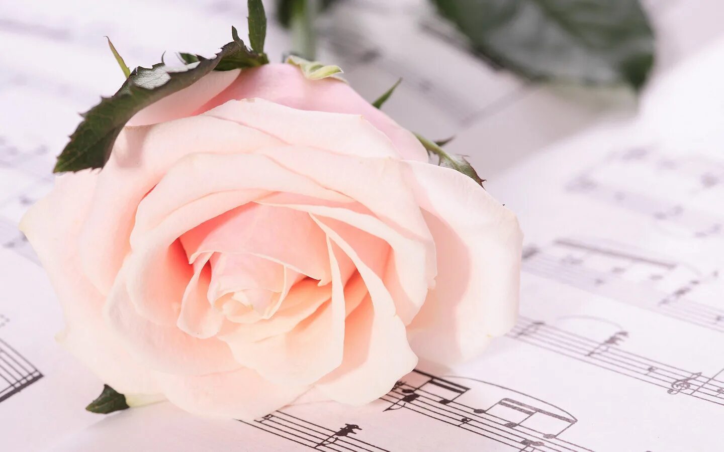 Белые цветы музыка. Цветы для музыканта. Фон Ноты и цветы. Цветы на пианино. Музыкальный букет цветов.