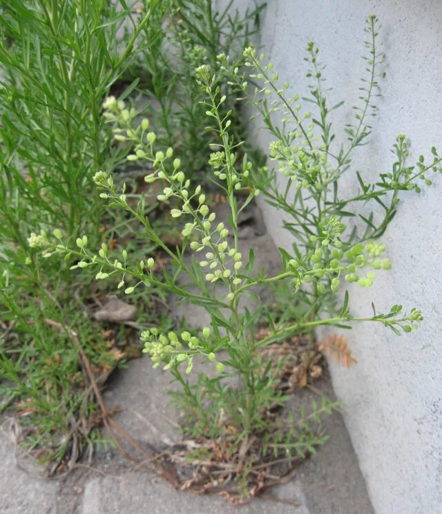 Клоповником мусорным (lepidium ruderale. Клоповник пронзеннолистный. Свойства клоповника. Клоповник полевой. Клоповником мусорным (lepidium ruderale.