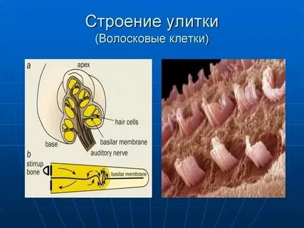 Функции волосковых клеток