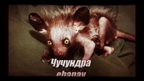 Как выглядит чучундра