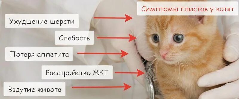 Печень симптомы котам. Признаки глистов у котенка. Глисты у котенка симптомы. Живот у котёнка с глистами.