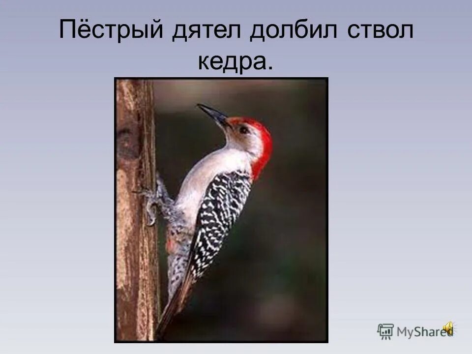 дятел кратко. стихотворение агнии барто пестрый барабанщик. пёстрый барабанщик стихи агнии. дятел оседлая птица. стихи про кадриль.