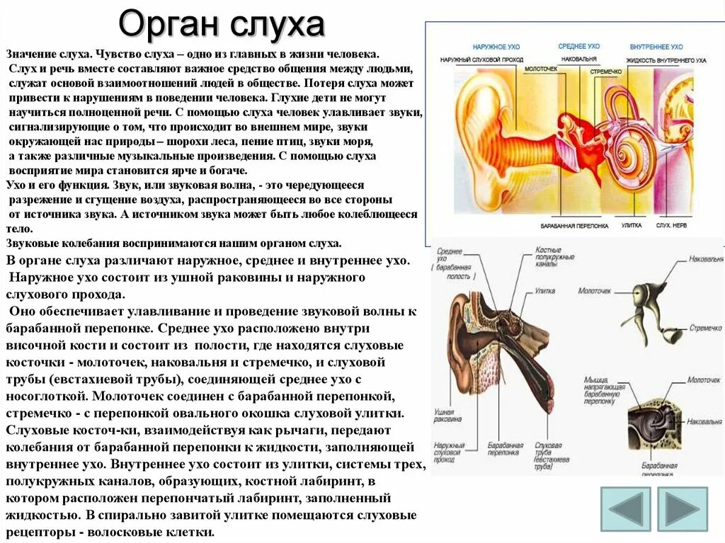 Слуховой анализатор слухового рецептора. Рецепторы слухового анализатора находятся в улитке уха. Рецепторы слухового анализатора находятся. Рецепторы органа слуха располагаются. Нервы органа слуха