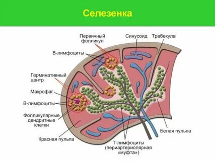 Нижний полюс селезенки