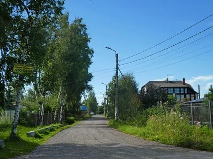 Пер сосновый