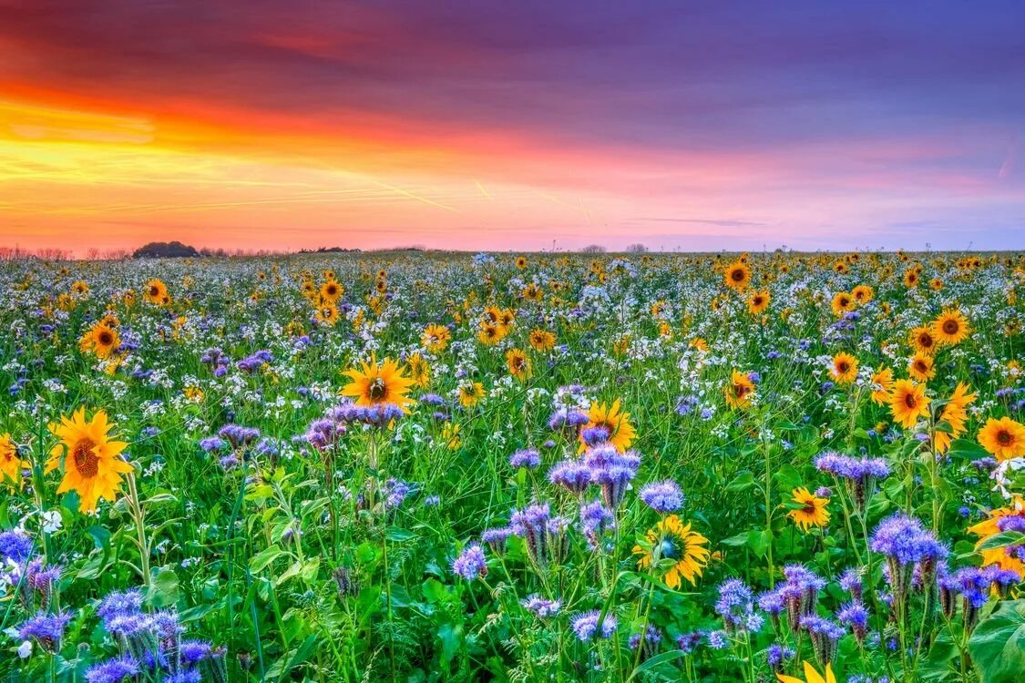 Цветного лето. Разнотравье Луговое поле. Цветочное поле. Цветущие поля. Летнее цветущее поле.