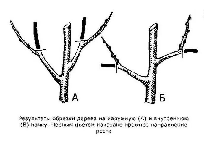 Как правильно обрезать волчки. Яблоня волчки плодовую ветку. Обрезка плодовых деревьев груши. Обрезка плодовых деревьев весной. Обрезка яблони волчки.