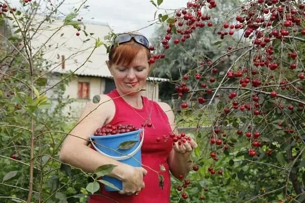 Вишня саратовская малышка. Вишня Дюк Саратовская малышка. Черевишня Дюк Ивановна. Вишня (Дюк) Саратовская малышка (малышка). Дюк Саратовская малышка описание сорта.