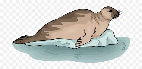 Морской котик для детей