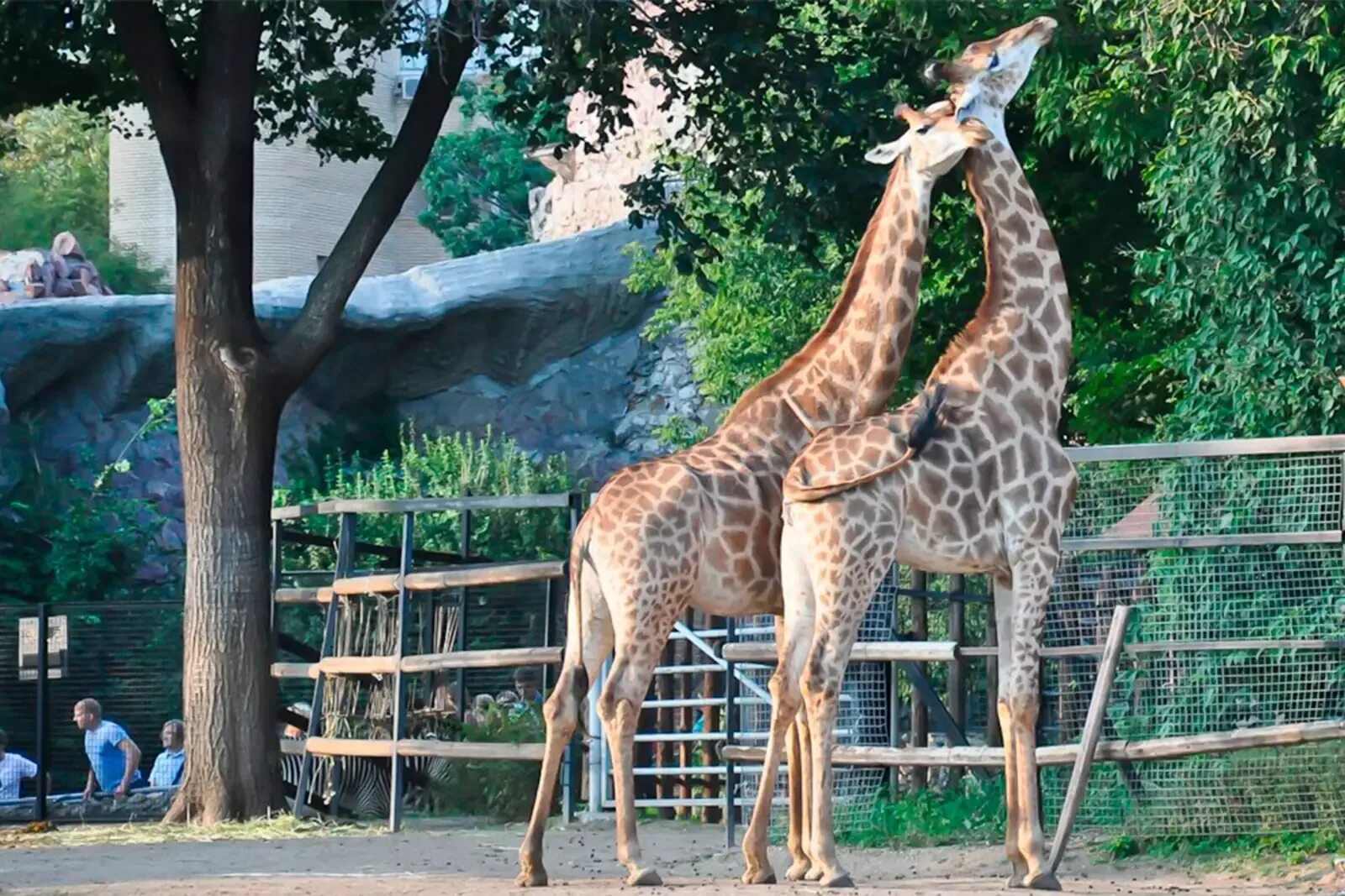 Московский Zoo зоопарк. Московский зоопарк зоопарки. Московский зоопарк Москва. Московский зоопарк Москва животные. Посетив зоопарк мной были сделаны фотографии животных