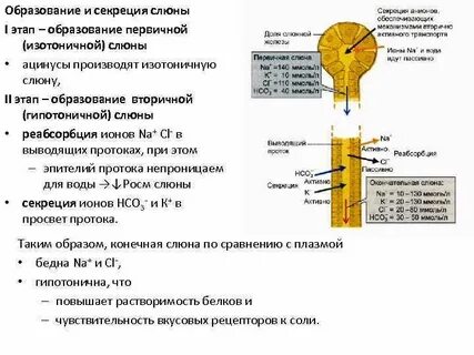Слюнная секреция