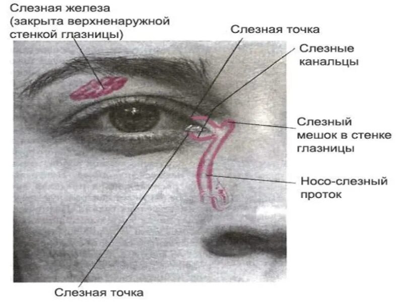 Где слезная железа. Слёзная железа анатомия. Воспаление слезного мешка. Воспаление слезного озера глаза. Строение слезных протоков глаза.