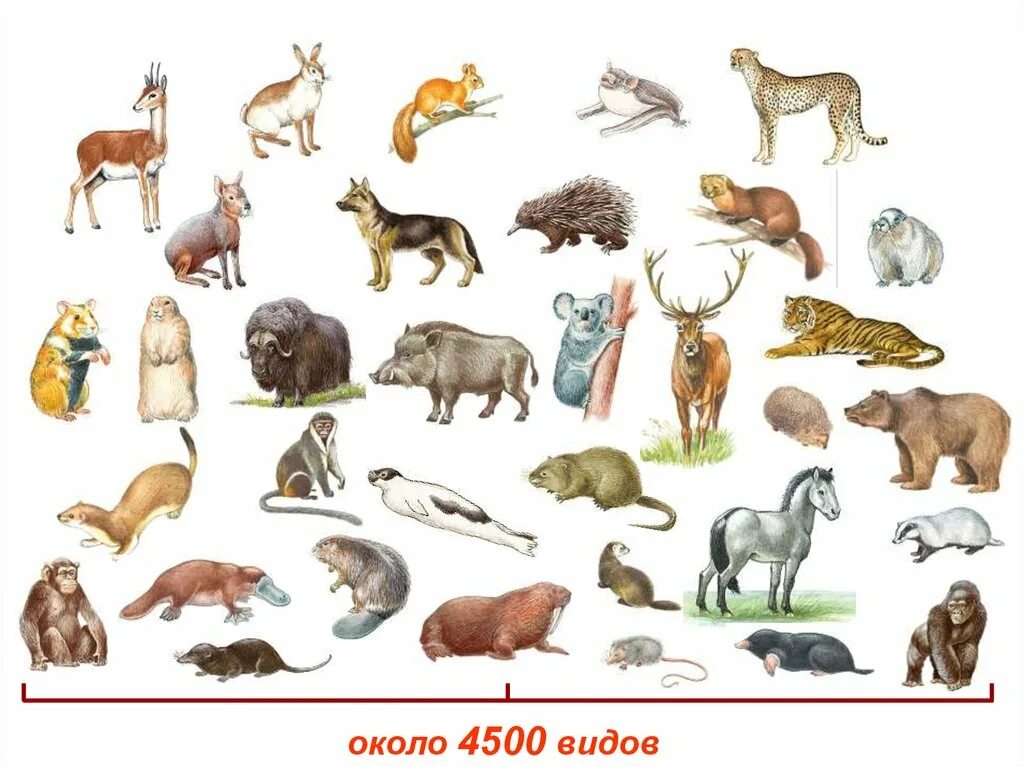 Млекопитающие. Разнообразие зверей. Млекопитающие звери. Многообразие млекопитающих.